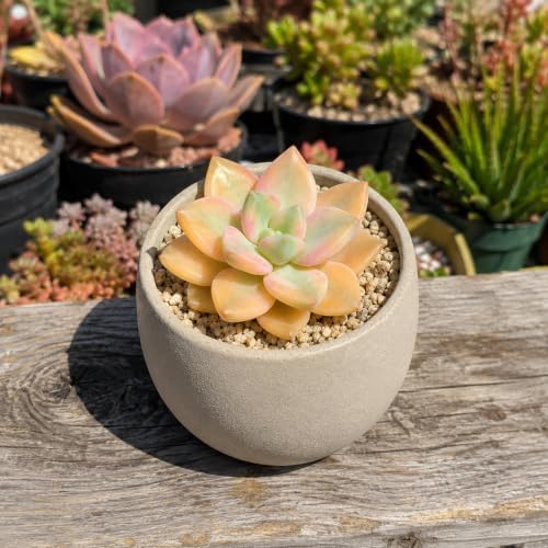 3 PCS Graptopetalum bernalense 'Variegata' Bare Root Succulent Live Plants - Image 3