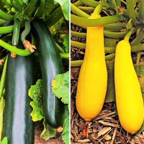 Black and Yellow Summer Squash Seeds Mix - Combination Pack Seeds - 150+ Count - for 2026 Planting Black Beauty Zucchini Straightneck Summer Squash Bundle Assortment Kit Collection by TomorrowSeeds