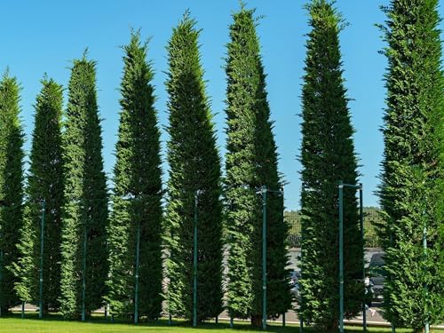 Greenwood Nursery: Live Trees - Murray Cypress + Cupressus x leylandii - [Qty: 2X Quart Pots] - (Click for Other Available Plants/Quantities) by GreenwoodNursery