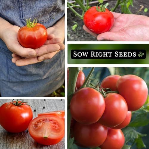 Sow Right Seeds - Homestead Tomato Seed for Planting Vegetable Garden - Image 4