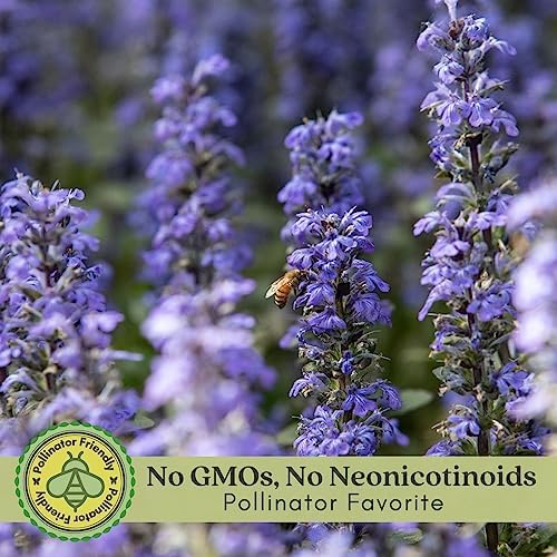 Clovers Garden Ajuga Burgundy Glow (Bugleweed) Plants – Two (2) Live Plants – Non-GMO - Not Seeds - Each 4" to 8" Tall – in 4" Inch Pots – Shade Tolerant, Pollinator Favorite - Image 3