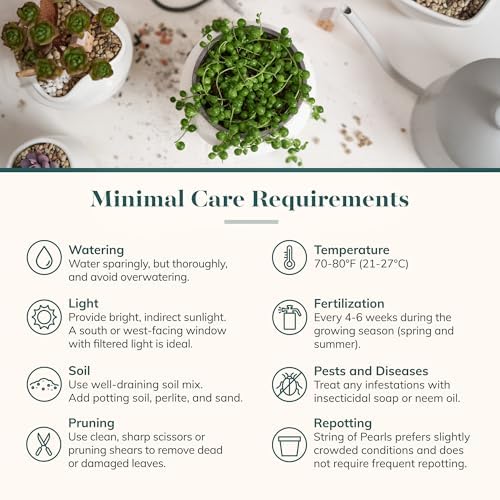Shop Succulents String of Pearls Succulent Live Plant in 2" Nursery Pot, Easy Care Trailing Houseplant for Indoor Décor, Desk, Office, Windowsill, Hanging Planter - Image 5