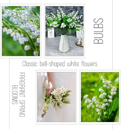 10 Lily of The Valley Roots, Shade Garden Flower Bulbs - Image 5