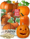 Seed Needs Connecticut Field Pumpkin Seeds to Plant Vegetables - Bulk Pack by SeedNeeds