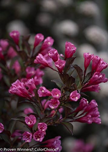 Proven Winners - Weigela Florida Wine & Roses (Weigela) Shrub, Pink Flowers, #2 - Size Container - Image 5