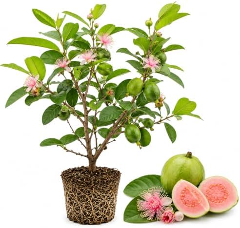 2 Pink Guava Tree Live Plants, 8-12 Inch Tall Guava Plant by GINGERGLOW