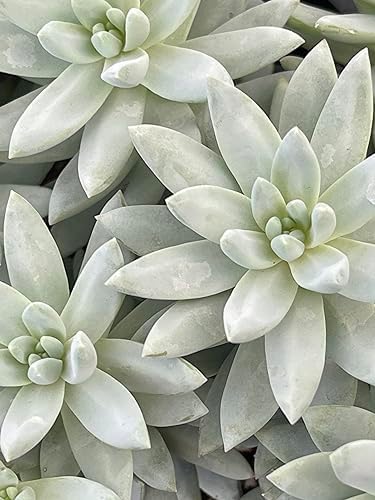 Blue Burrito Sedeveria Live Succulent Plant, Fully Rooted, 4 Inch Pot - Image 6
