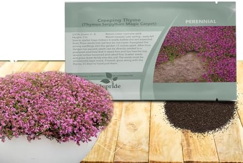 Outsidepride Magic Carpet Creeping Thyme Seeds - 500 Pcs. Perennial, Fragrant, & Drought Tolerant Ground Cover Seeds for Planting Pink Flowers in Pathways, Slopes & Pollinator-Friendly Landscaping by Outsidepride
