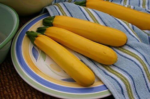 Golden Glory F1 Hybrid Zucchini Squash Seeds - Excellent Disease Resistance(50 - Seeds) - Image 4