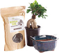 Brussel's Bonsai - Small Ficus Live Bonsai Tree, Potted Indoor Plant by BrusselsBonsai