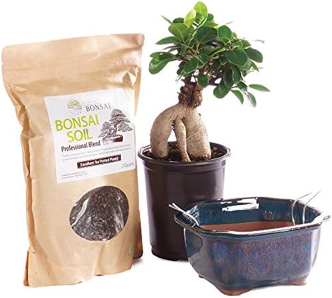 Brussel's Bonsai - Small Ficus Live Bonsai Tree, Potted Indoor Plant by BrusselsBonsai