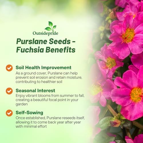 Outsidepride Fuchsia Purslane Seeds for Planting - 50 Pcs Annual, Easy to Grow, Vitamin-Rich & Drought Tolerant Succulent Seeds for Culinary, Xeriscaping, Containers & Hanging Baskets - Image 3