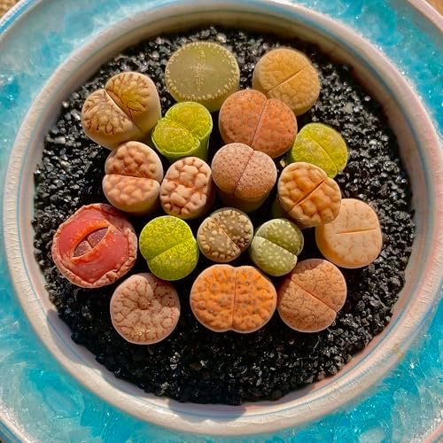 Lithops Succulent Plants Live – 0.6-0.8" 30 Pcs Rare Living Stones Mix, Succulents Bare Root Without Pot & Soil, Easy-Care Indoor Office Desk Decoration, Unique Plant Gifts for Succulent Lovers - Image 7