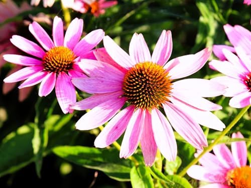 Greenwood Nursery: Live Perennial Plants - Magnus Coneflower + Echinacea Purpurea - [Qty: 1x Pint Pot] - (Click for Other Available Plants/Quantities) - Image 2