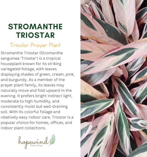 Live Plants, Stromanthe Triostar, Pet Friendly, Pet Safe, Air Purifying Plant, 14-16 inch Tall, houseplant, Live Indoor Plant, Easy to Care, Rare Plant, 4 inch Pot by Hopewind - Image 4