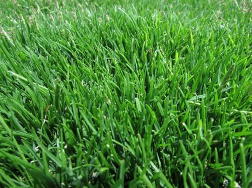 Zoysia Emerald Grass Seeds, Dense, Low-Maintenance, Drought-Tolerant Warm Season Lawn Grass, Soft Texture, Slow Growth, Full Sun Ground Cover for Home Yard or Garden Turf – 1/8 lb Pack - Image 5