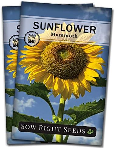 Sow Right Seeds-Mammoth Sunflower Seed for Planting Giant Flower Garden 2pk by SowRightSeeds