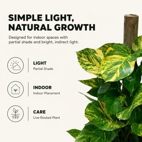Golden Hawaiian Pothos Totem Pole, 8 Inch Grower Pot, Tall Climbing Plant - Image 2