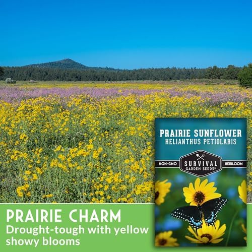 Native Prairie Sunflower Seeds (Helianthus petiolaris) (2 Pack) - Image 3