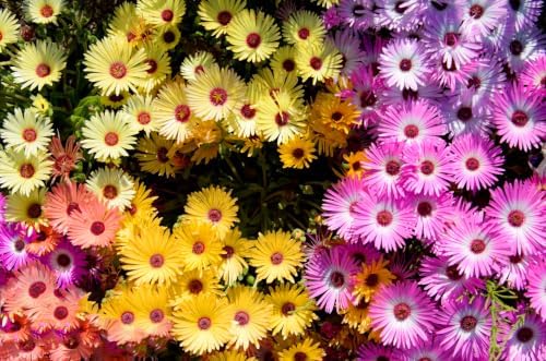 5000+pcs Wildflower Chrysanthemum Seeds for Planting, Perennial Wildflower Hummingbirds Vine Flower Seeds Plants, Non-GMO Heirloom Blooms Open Pollinated Flowers Plants for Home Garden Outdoors - Image 6