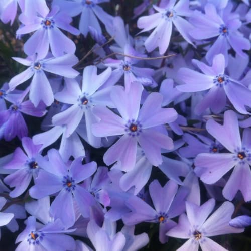 Blue Creeping Phlox Live Plant, Perennial Ground Cover, 3-7" Tall in Pot - Image 7