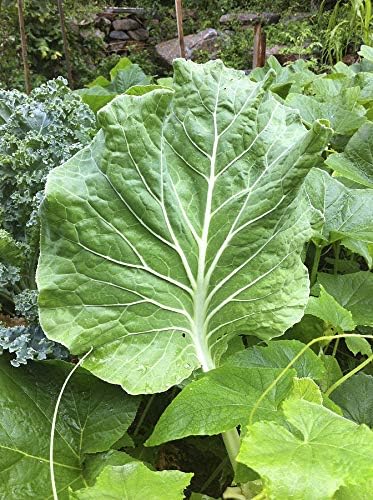 Portuguese Kale Seeds (Couve tronchuda) Portuguese Cabbage, Sea Kale (1 oz Seed) - Image 2