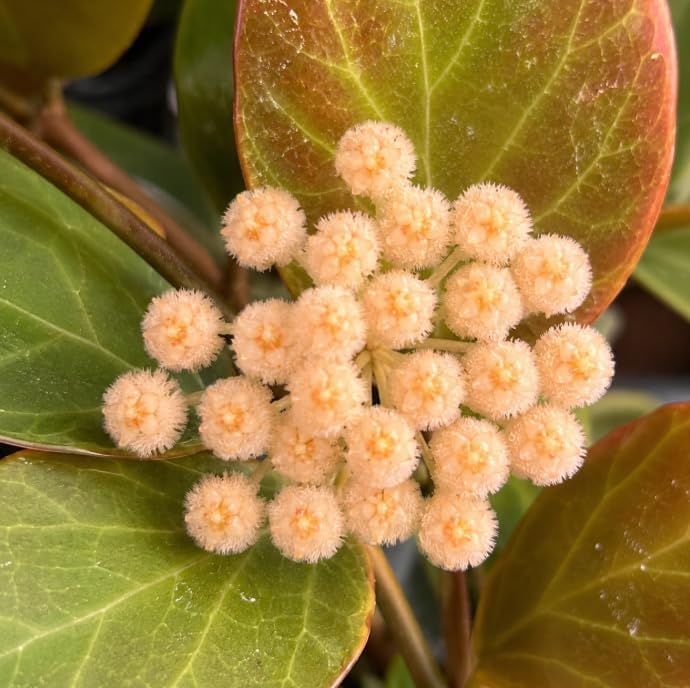 Hoya Sunrise Plant Live for Planting, Rare Succulents Plant, Climbing Hoya Vine for Indoor, Outdoor 4 to 6 Inch Tall, No Pot - Image 2