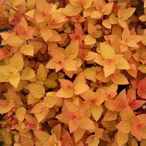 Proven Winners Double Play Candy Corn Spirea, Live Shrub, 3 Gallon - Image 5