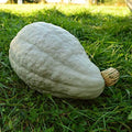 New England Blue Hubbard Squash - 25 Heirloom Squash Seeds, Thresh Seed Co. by ThreshSeedCo
