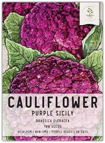 Seed Needs Purple Sicily Cauliflower Seeds to Plant Heirloom 1 Pack by SeedNeeds