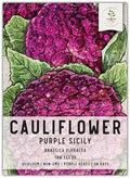 Seed Needs Purple Sicily Cauliflower Seeds to Plant Heirloom 1 Pack by SeedNeeds