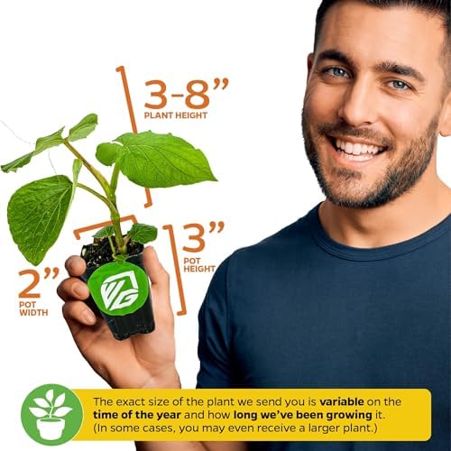 Black Pepper Piper nigrum Plant (2-Pack) Spice Plant by Wellspring Gardens - Image 3