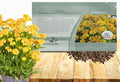 Outsidepride Yellow Early Sunrise Coreopsis Seeds - 250 Seeds Tall, Native, Deer Proof, & Drought Tolerant Perennial Flower Seeds w/Compact Growth Habit & High Adaptability for Soils (AAS Winner) by Outsidepride