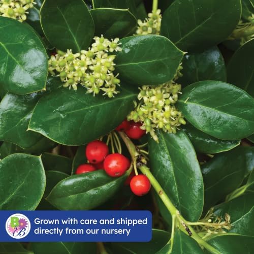 Dwarf Burford Holly, Live Evergreen Shrub, 3 Gallon - Image 7