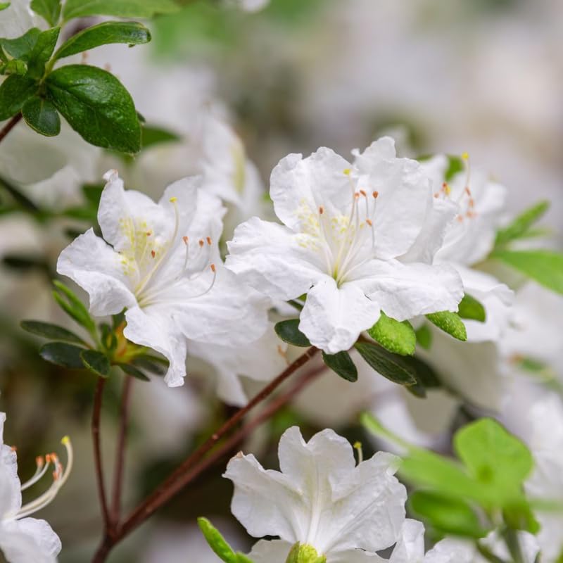 White Azalea Plant in 4" Pot, 8-10" Tall, Azalea Bush Rhododendron - Image 3