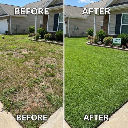 100,000 Emerald Zoysia Grass Seeds Garden, Patio Container Plant - Image 6