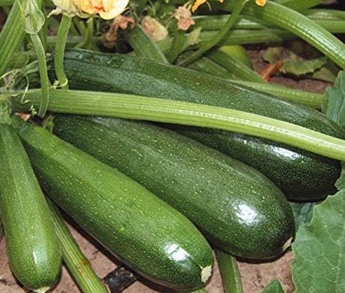 30+ Seeds Zucchini Green Machine for Garden - Vegetable Green - Image 3