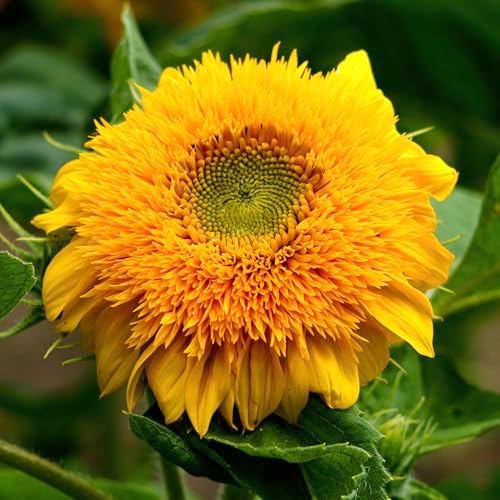 Seed Needs Tall Teddy Sunflower Seeds to Plant Cut Flowers - 2 Packs - Image 7