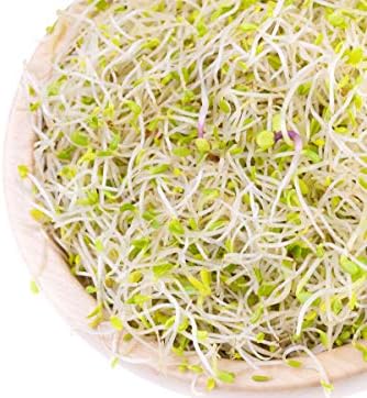Food to Live Organic Salad Mix of Sprouting Seeds, 1 Pound – Non-GMO Broccoli, Radish, Clover, Alfalfa. Rich Germination Rate, Non-Irradiated, Kosher, Vegan Superfood, Bulk, Rich in Sulforaphane - Image 5