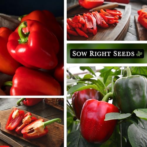 Sow Right Seeds - California Wonder Pepper Seed for Planting Outdoors 4pk - Image 4