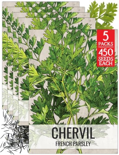 Seed Needs Chervil Seeds to Plant an Herb Garden - 5 Packs by SeedNeeds