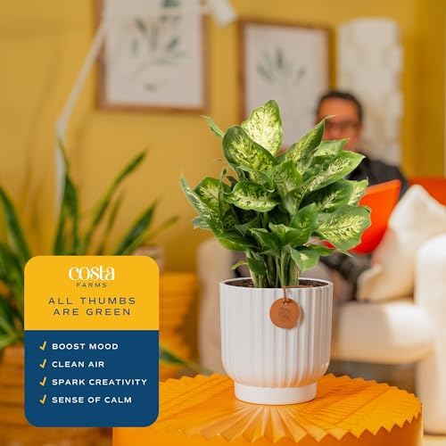 Costa Farms Dieffenbachia, Live Indoor Plant, Easy Care, Home Decor - Image 5