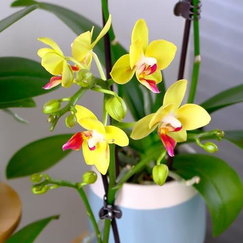 Premium Yellow Live Orchid Plant Blooming in 3.5" Blue & White Orchid Pot, Live Plants, Houseplant Gifts, Approx. 16" Tall, Pet Friendly Houseplants, Phalaenopsis Moth Flower by Plants for Pets - Image 7