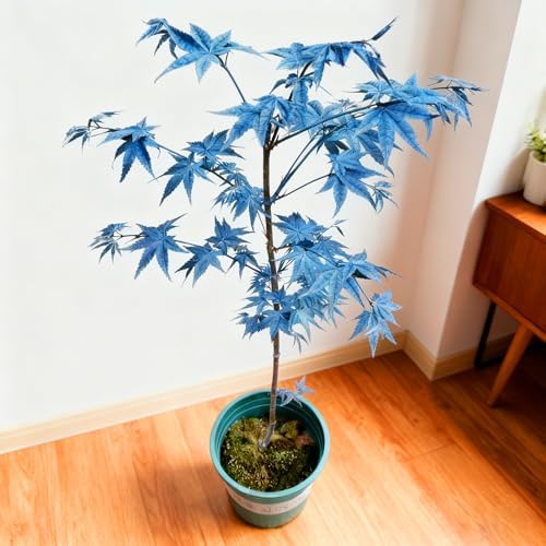 Bonsai Maple Seed for Planting, 15 Bonsai Maple Tree Seeds, Perennia Plants, Non-GMO Heirloom Maple Seed for Home Garden, Potted Decoration - Image 5