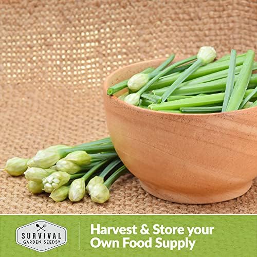 Garlic Chives Seeds for Planting - Heirloom Chinese Herb (3 Packs) - Image 5