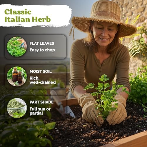 600 Flat Leaf Italian Parsley Heirloom Herb Seeds, Petroselinum Crispum - Image 4
