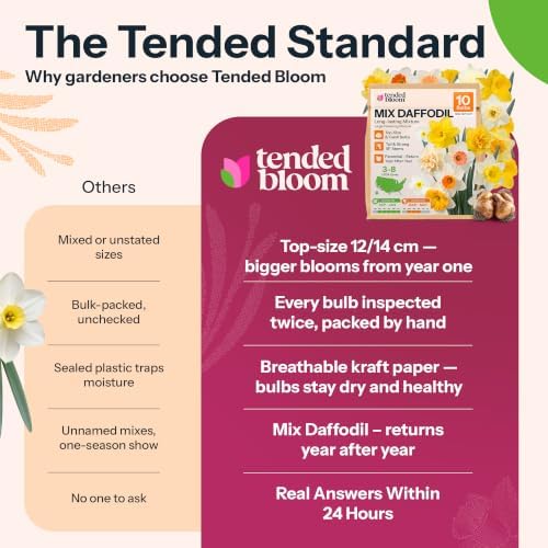 10 Mix Daffodil Flower Bulbs Large Flowering Mixture Narcissus - Image 7