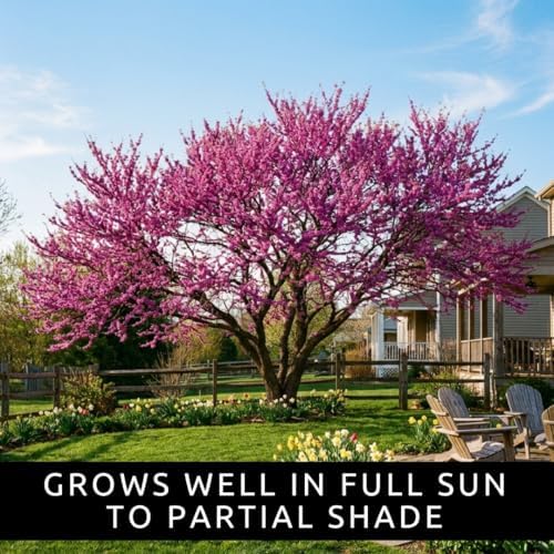 100 Redbud Tree Seeds | Flowering Tree Seeds for Planting - Image 2