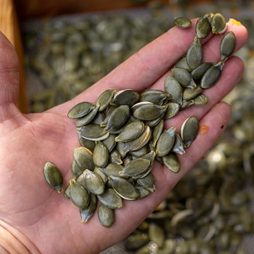 Organic Styrian Pumpkin Seeds for Planting: 20 Count - Image 3