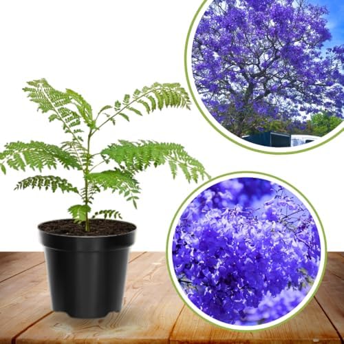 Blue Jacaranda Tree Live Plant, 5-8 Inch Tall, 4 Inch Pot - Image 3